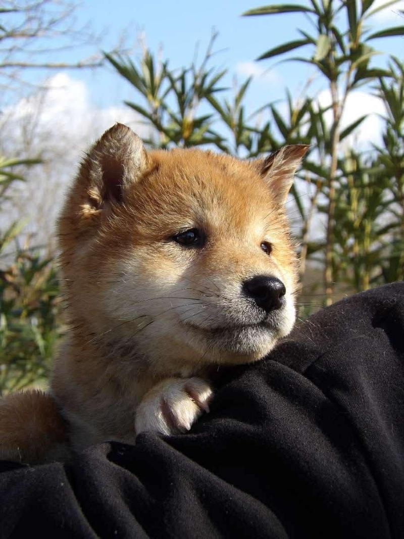 Aurore Femelle Shiba