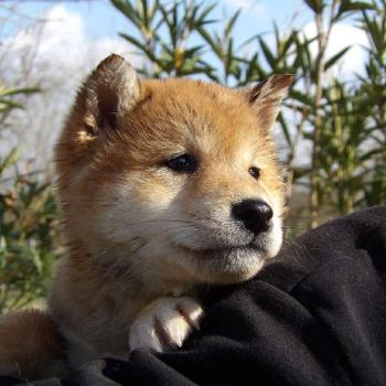 chiot Shiba Fauve Elevage des petits bouts du bonheur