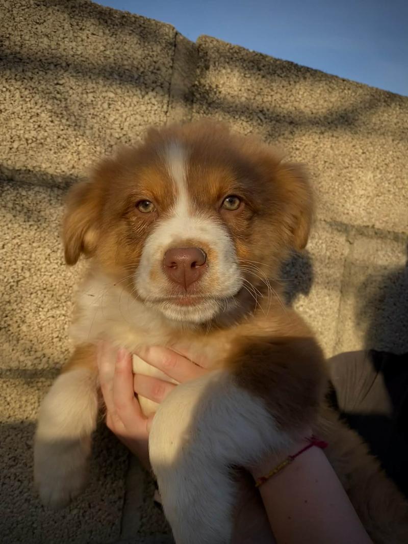 Aïko Mâle Berger americain miniature