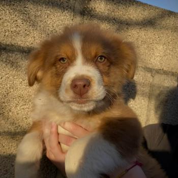 chien Berger australien rouge tricolore Aïko Elevage des petits bouts du bonheur