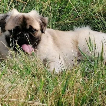 chien Carlin Laîka Elevage des petits bouts du bonheur