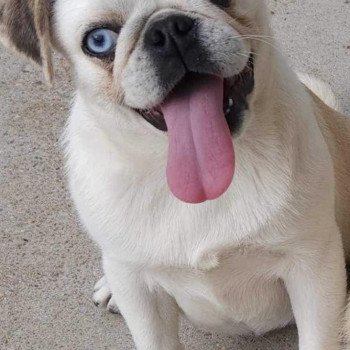 chien Carlin Ulia Elevage des petits bouts du bonheur