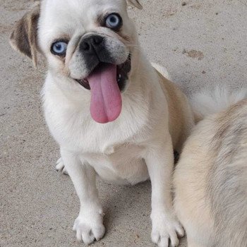 chien Carlin Ulia Elevage des petits bouts du bonheur