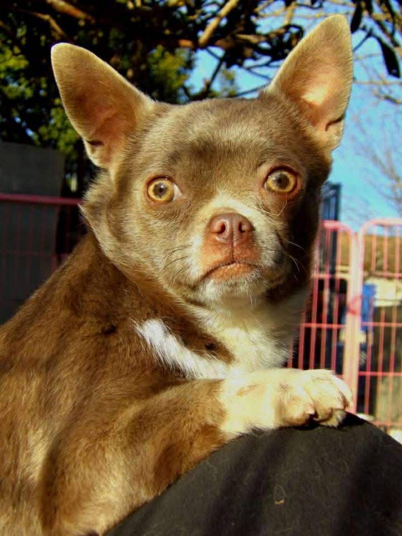 Violetta Femelle Chihuahua Poil Court