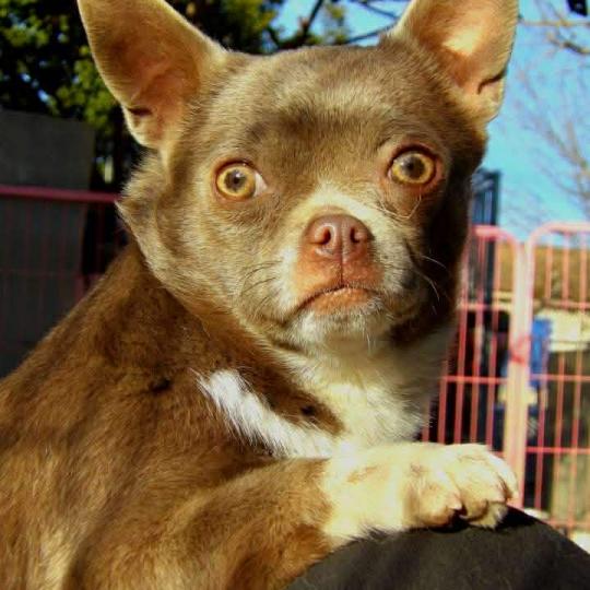 Violetta Femelle Chihuahua Poil Court