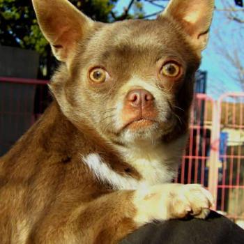 chien Chihuahua Poil Court Violetta Elevage des petits bouts du bonheur