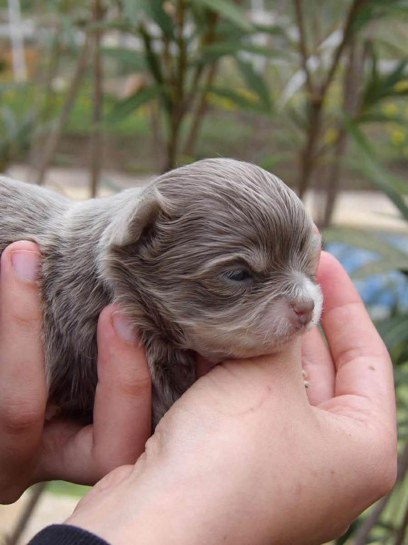 Baguéra Femelle Chihuahua Poil Long