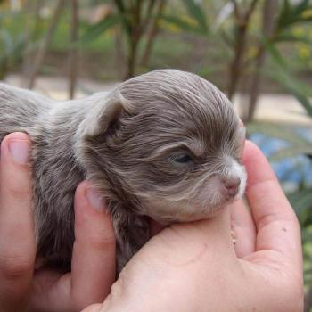 chiot Chihuahua Poil Long lilac et blanc Baguéra Elevage des petits bouts du bonheur