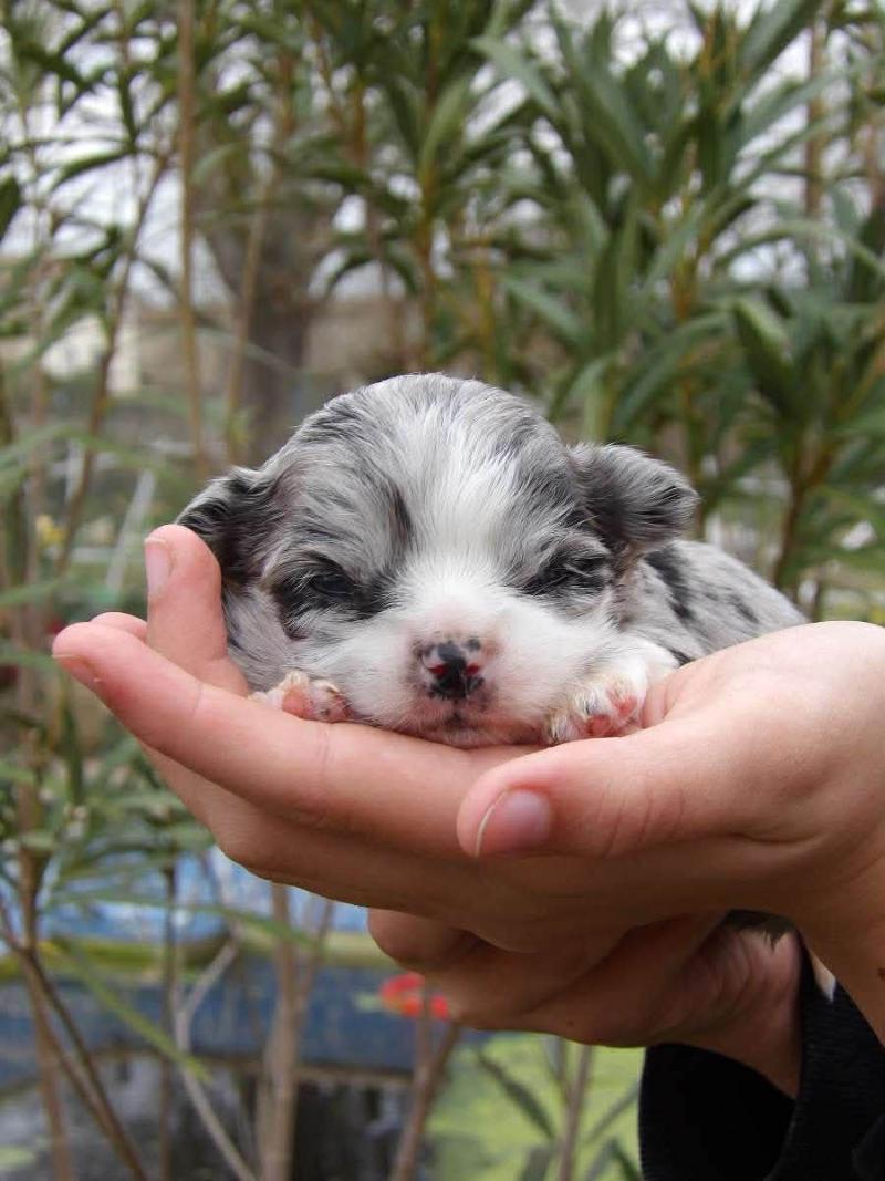 Billy Mâle Chihuahua Poil Long