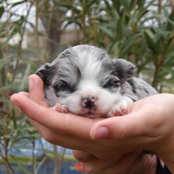 chiot Chihuahua Poil Long silver merle Billy Elevage des petits bouts du bonheur