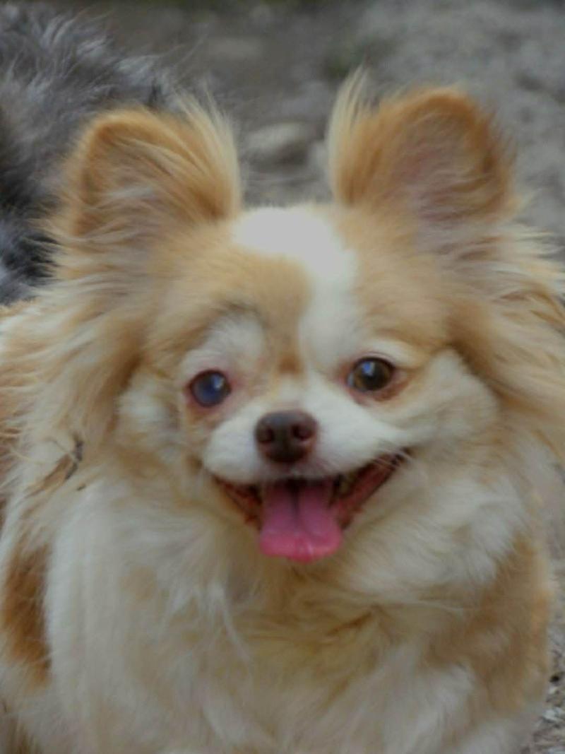 Boubou Femelle Chihuahua Poil Long