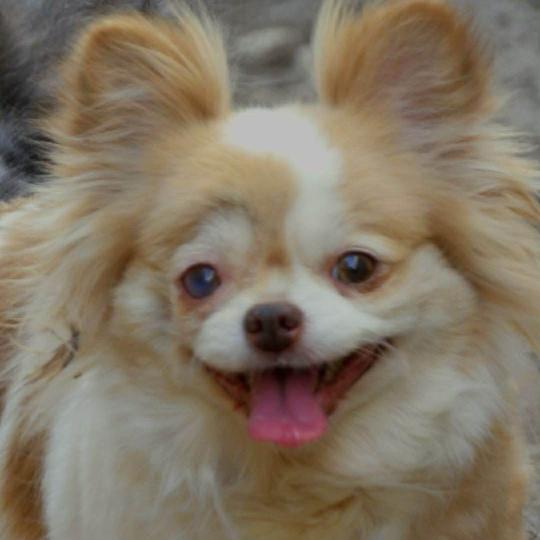 Boubou Femelle Chihuahua Poil Long