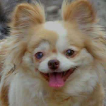 chien Chihuahua Poil Long Boubou Elevage des petits bouts du bonheur