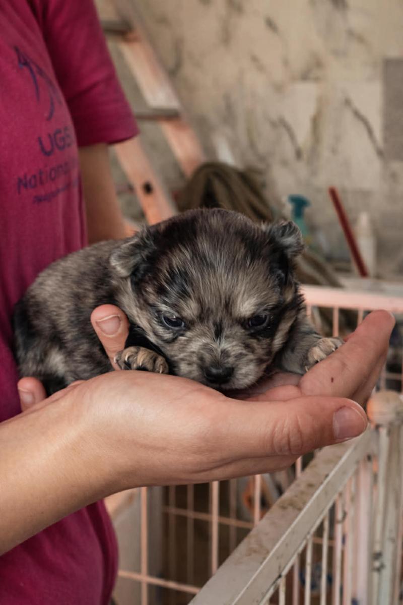 Britanny Femelle Chihuahua Poil Long