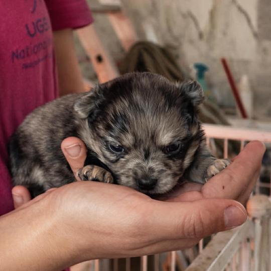 Britanny Femelle Chihuahua Poil Long