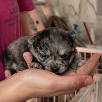 chiot Chihuahua Poil Long silver merle Britanny Elevage des petits bouts du bonheur