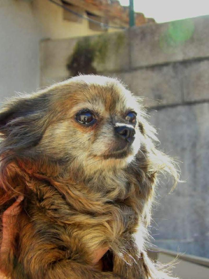 Pocahontas Femelle Chihuahua Poil Long