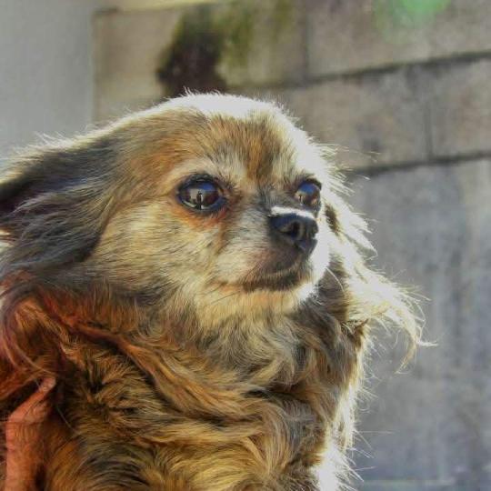 Pocahontas Femelle Chihuahua Poil Long