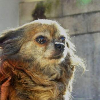 chien Chihuahua Poil Long Pocahontas Elevage des petits bouts du bonheur