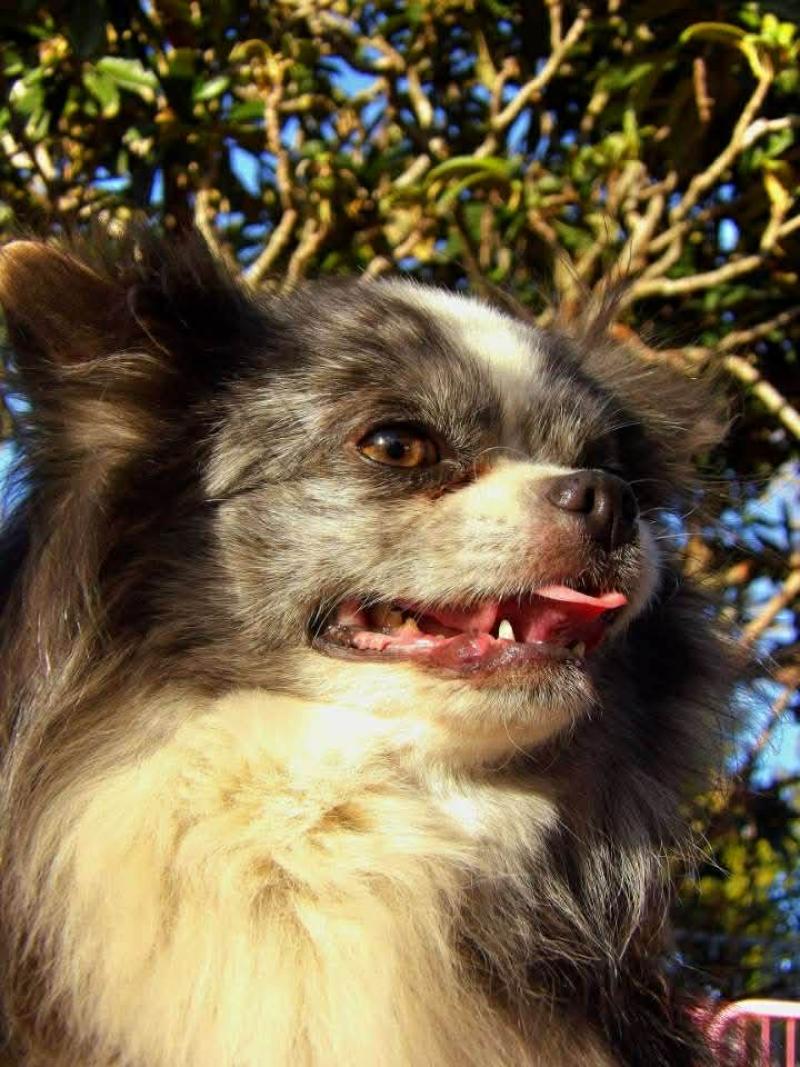 Rodéo Mâle Chihuahua Poil Long