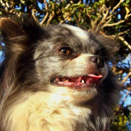 Rodéo Mâle Chihuahua Poil Long