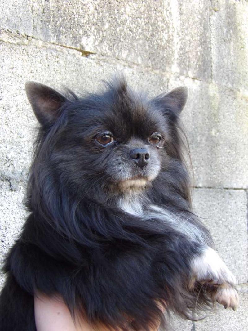 Tempo Mâle Chihuahua Poil Long