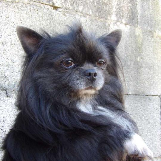 Tempo Mâle Chihuahua Poil Long