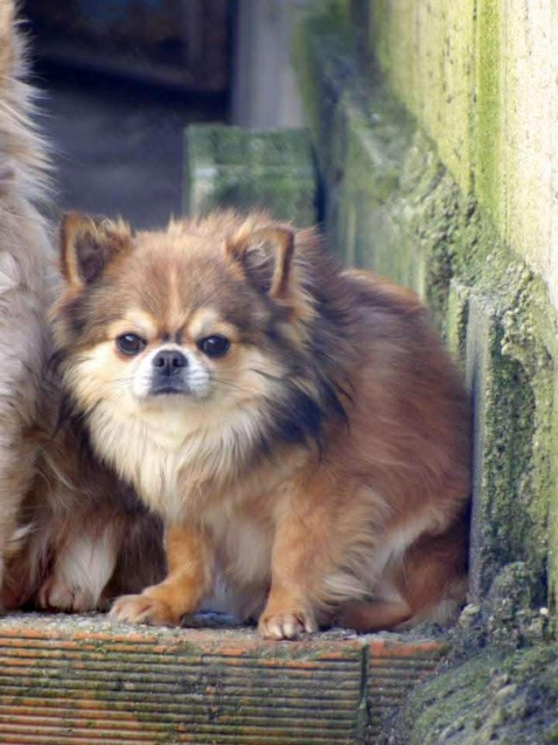 Tempo m Mâle Chihuahua Poil Long