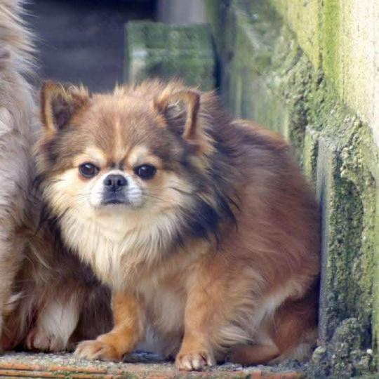 Tempo m Mâle Chihuahua Poil Long