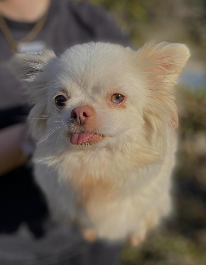 Urby Femelle Chihuahua Poil Long