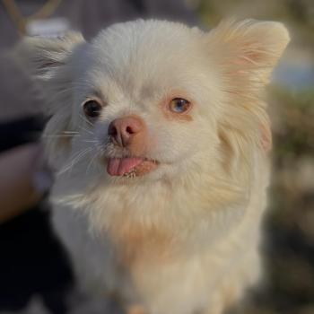 chien Chihuahua Poil Long Ukita Elevage des petits bouts du bonheur