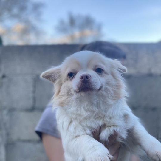 Ukita Femelle Chihuahua Poil Long