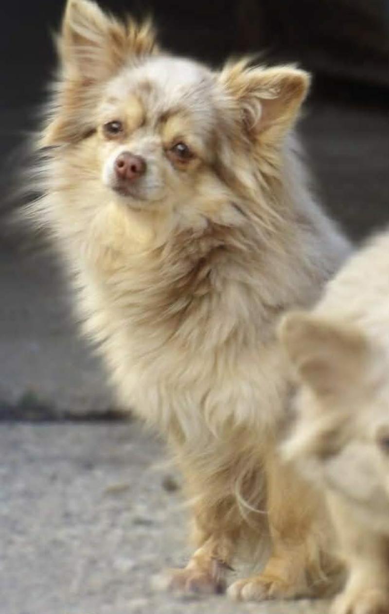 Uria Femelle Chihuahua Poil Long