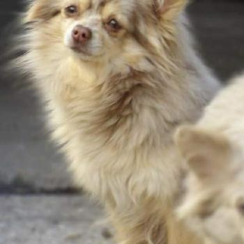 chien Chihuahua Poil Long Uria Elevage des petits bouts du bonheur