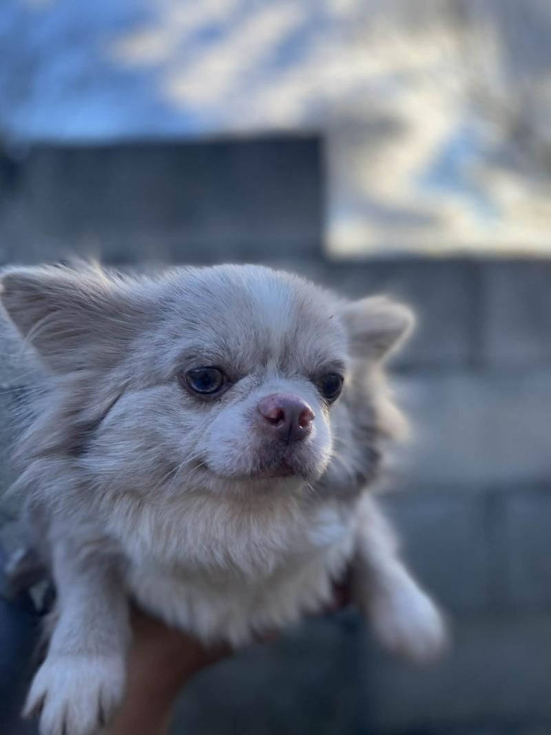 Uzi Femelle Chihuahua Poil Long