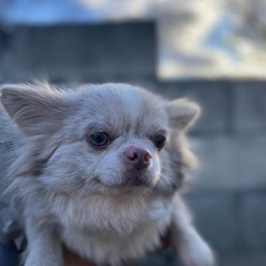 Uzi Femelle Chihuahua Poil Long