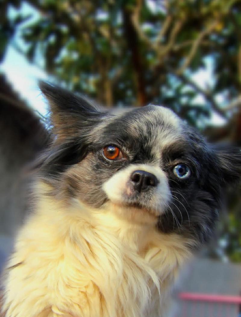 Vicky Femelle Chihuahua Poil Long