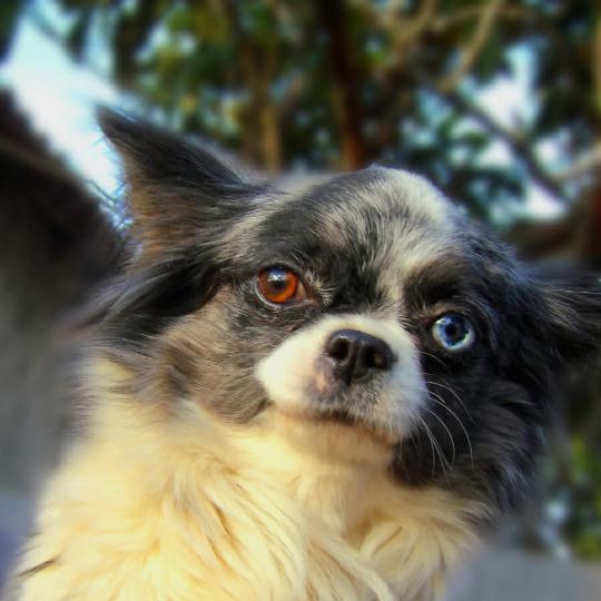 Vicky Femelle Chihuahua Poil Long