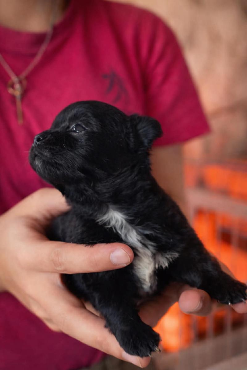 . Femelle Chihuahua Poil Long