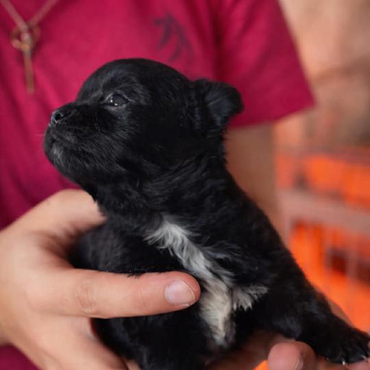 . Femelle Chihuahua Poil Long