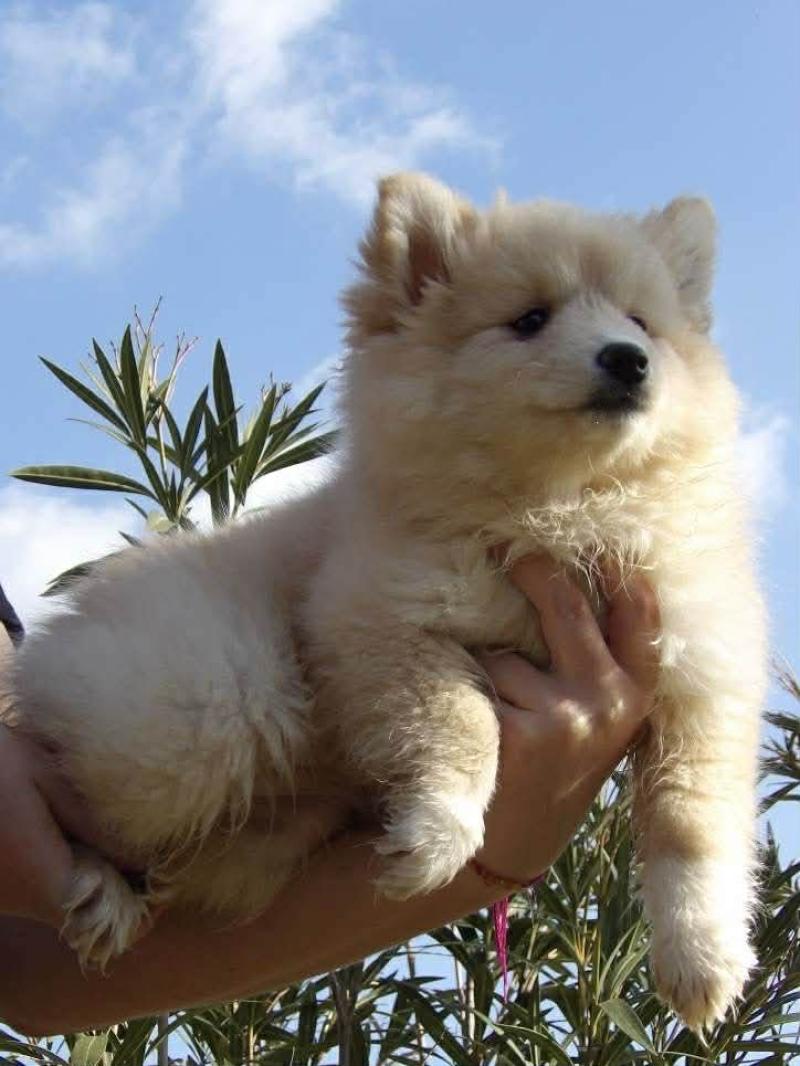 Ambre Femelle Pomsky