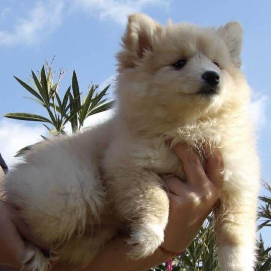 Ambre Femelle Pomsky