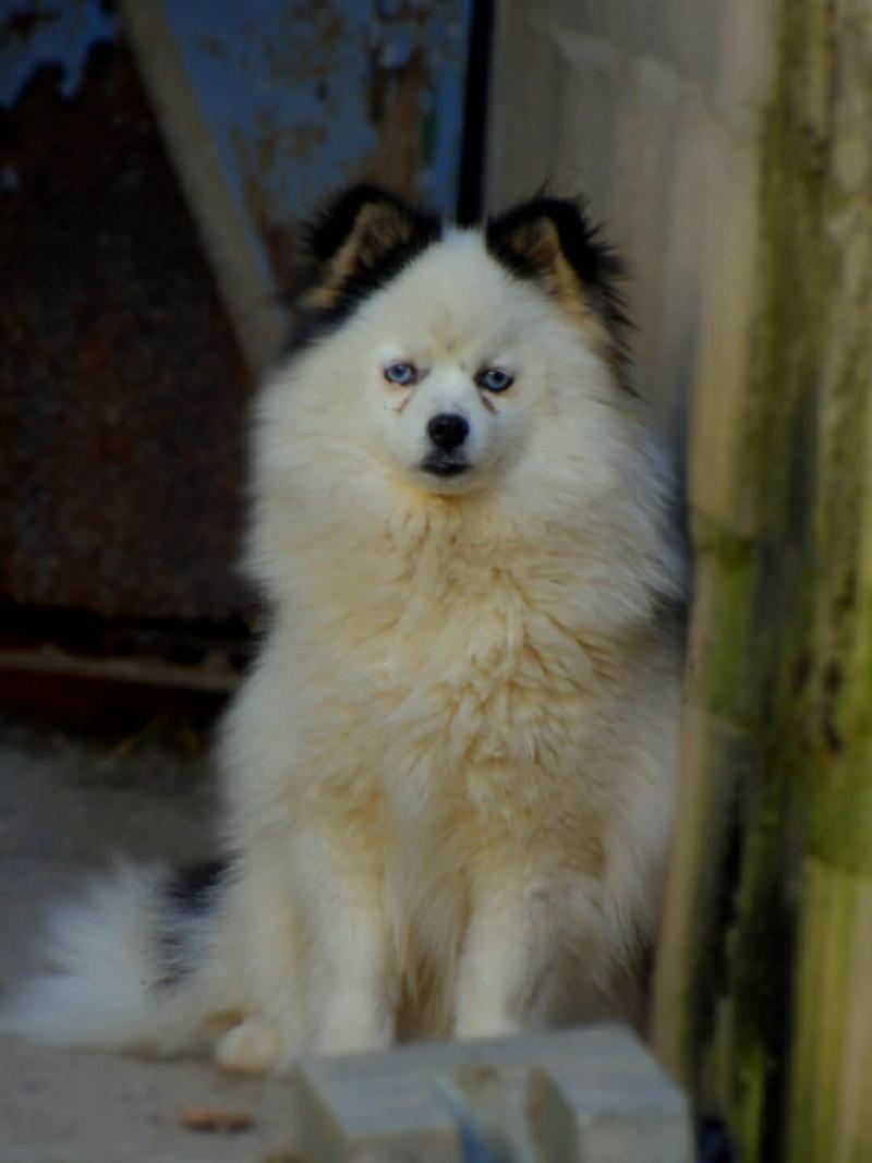 Aprile Femelle Pomsky