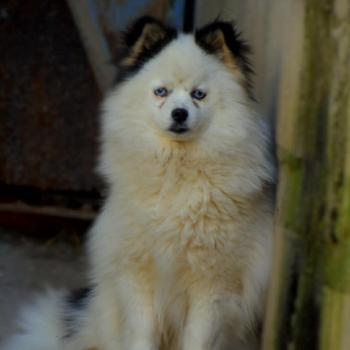 chien Pomsky Aprile Elevage des petits bouts du bonheur