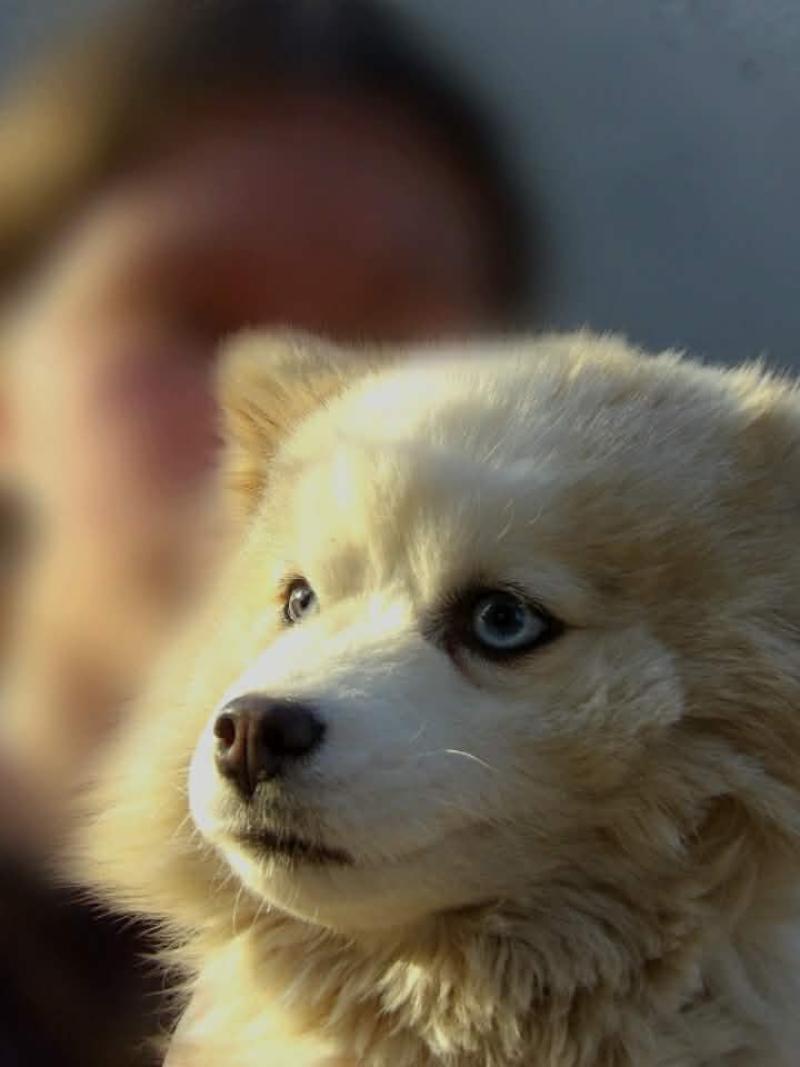 Athena Femelle Pomsky