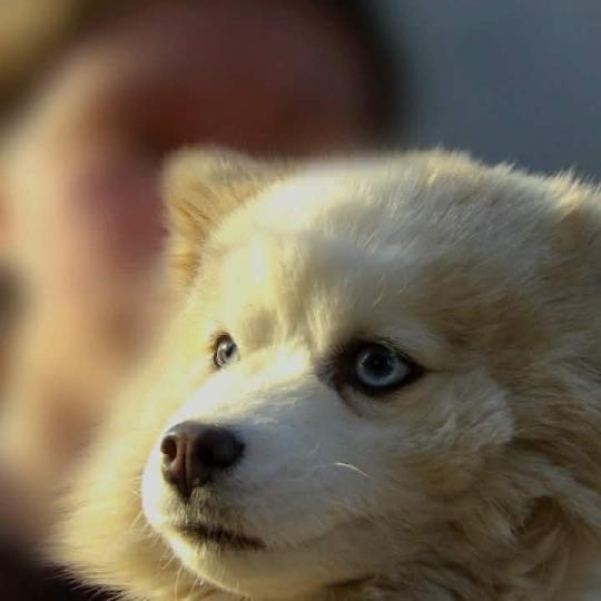 Athena Femelle Pomsky