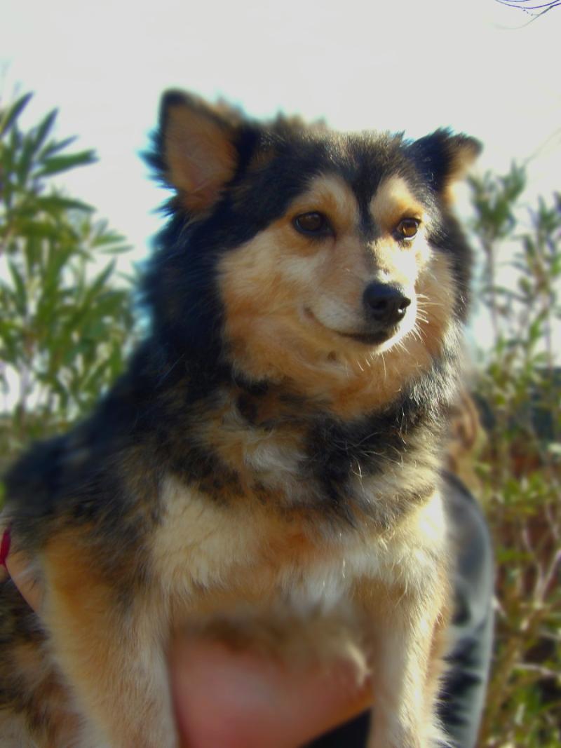 Dune Femelle Pomsky