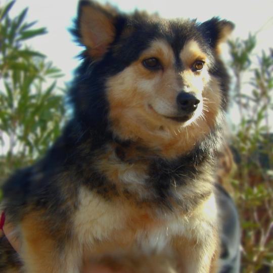 Dune Femelle Pomsky