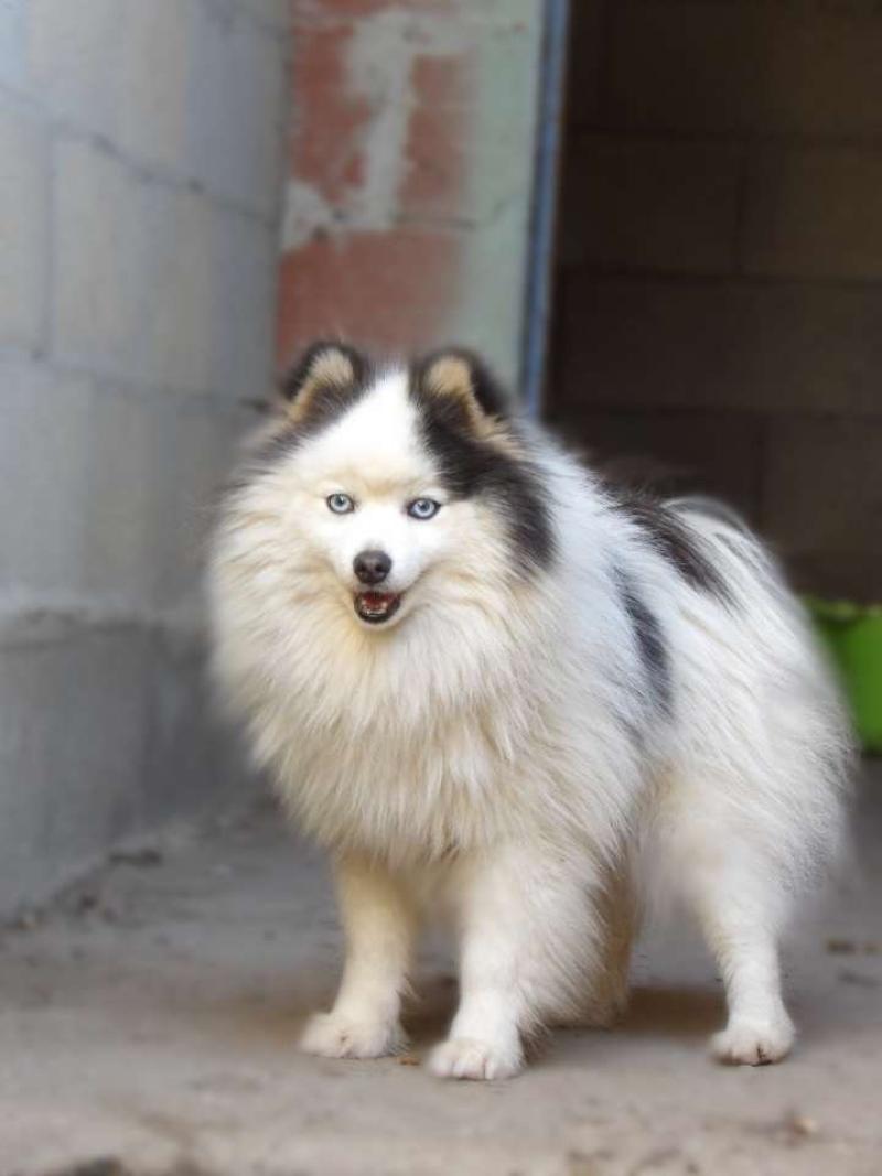 Rox Mâle Pomsky