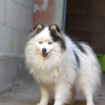 Rox Mâle Pomsky